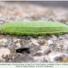 hyponephele lupina azer larva final5